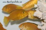 Yellow Labs 1"-1.5"  (Labidochromis caeruleus)