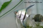 Blue Angel Fish 2"-3" (New Color)