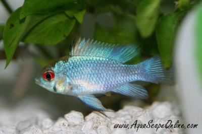 Electric Blue Ram 1" (Papiliochromis ramirezi)