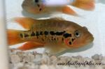 Red tiger Motaguense 1.5"-2" (parachromis motaguensis)