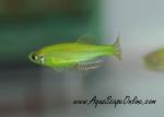 Zebra Danio Green Glo-Fish(glow in the dark)