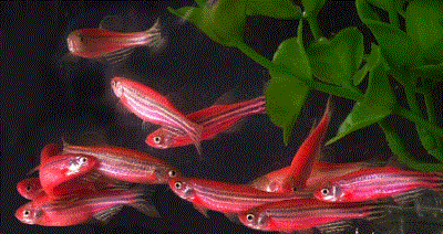 Red Zebra Danio Glo-Fish(glow in the dark)