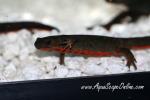 Fire Belly Newt 2"-3" (Cynops orientalis)
