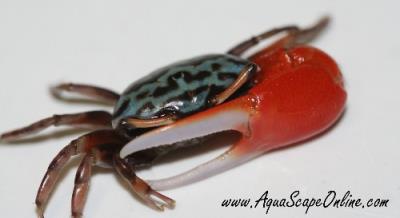 Watermellon Fiddler Crab 2"