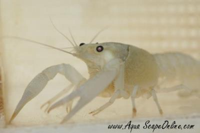 2" White Lobster (Rare)
