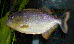 Ternetzi Piranha 6"-7" (pygocentrus Ternetzi)