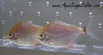 Wimple Piranha 1.5"-2" (Catoprion mento)