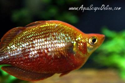 Red Rainbow Fish 3" (Glossolepis Incisus)