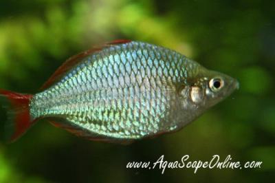 Neon Rainbow Fish 1"-1.5" (Melanotaenia praecox)