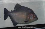 Black Piranha 10" Peru (Serrasalmus Rhombeus)