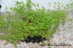 Dwarf Baby Tears Potted(Hemianthus callitrichoide)