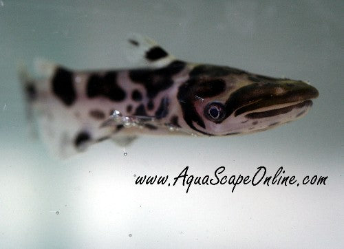 Marbled Hammerhead Catfish (Ageneiosus marmoratus)