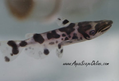 Marbled Hammerhead Catfish (Ageneiosus marmoratus)
