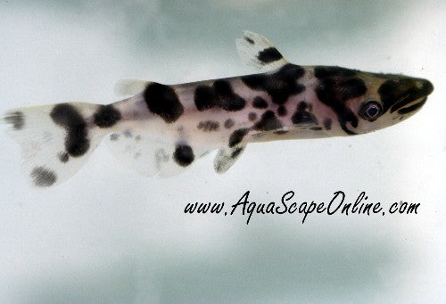 Marbled Hammerhead Catfish (Ageneiosus marmoratus)