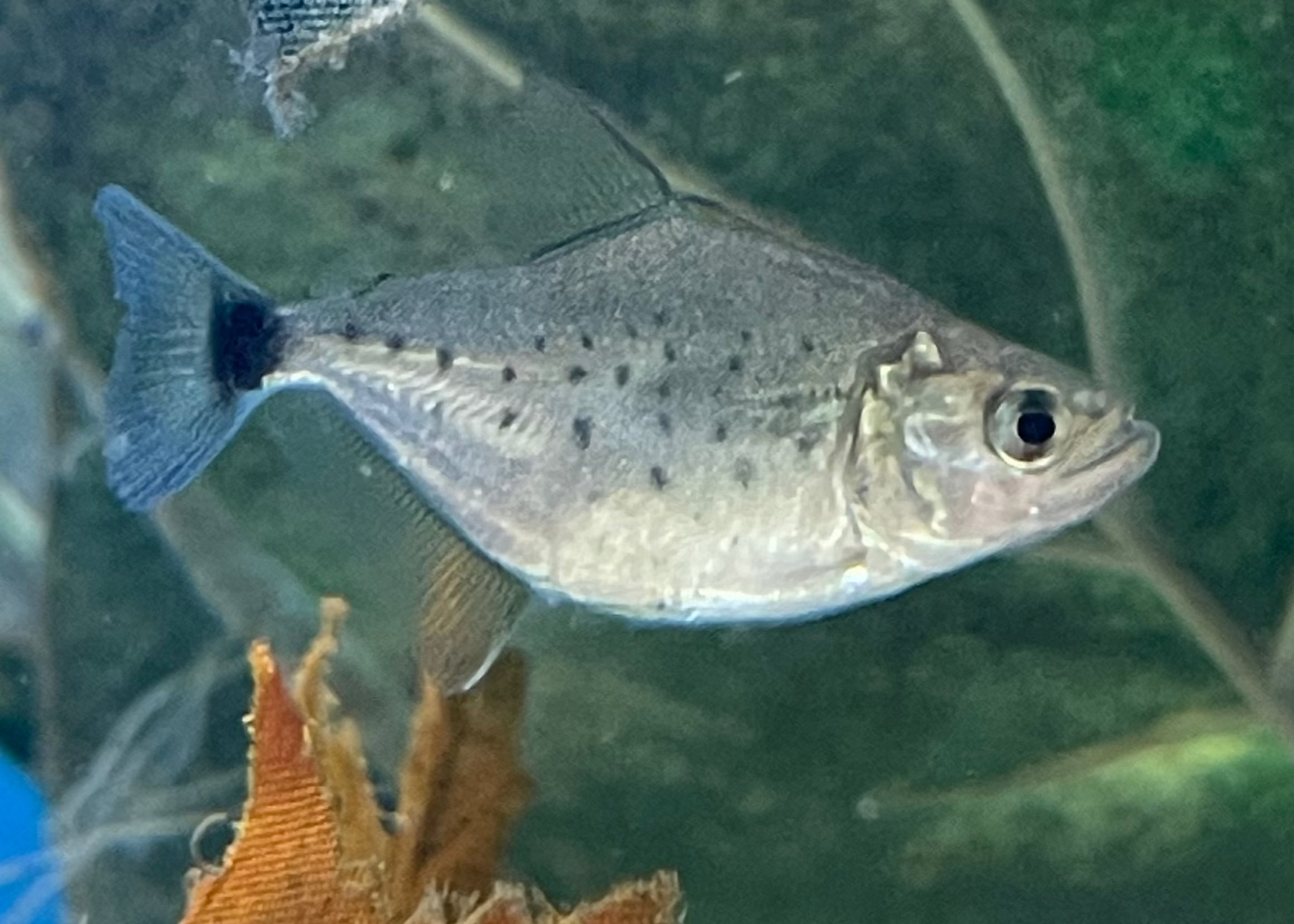 Black Piranha (Serrasalmus Rhombeus)