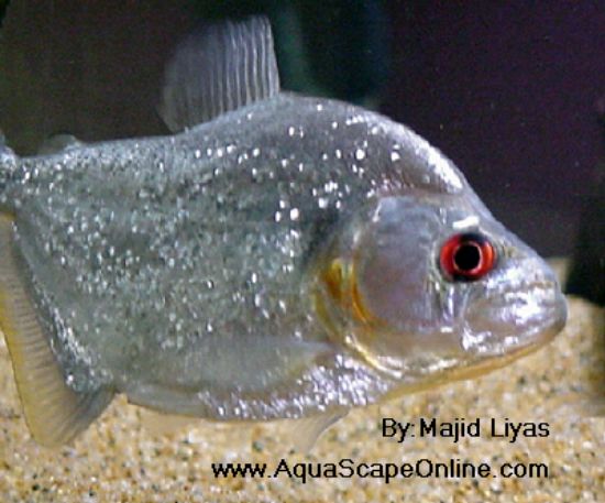 Black Diamond Piranha (Serrasalmus Rhombeus)
