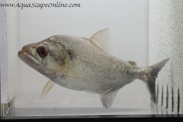 Elongatus Piranha Black Mask (Serrasalmus Elongatus)