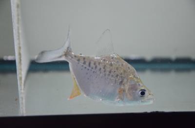 Compressus Piranha (Serrasalmus compressus)