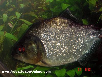 Black Diamond Piranha (Serrasalmus Rhombeus)