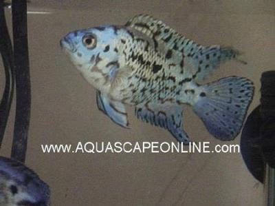 Electric Blue Jack Dempsey (Nandopis Octofasciatus)
