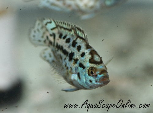Electric Blue Jack Dempsey (Nandopis Octofasciatus)