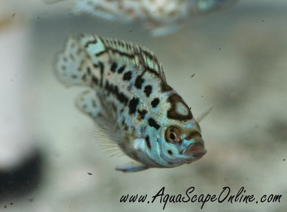 Electric Blue Jack Dempsey (Nandopis Octofasciatus)