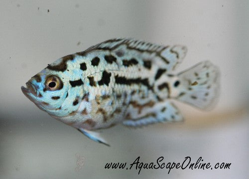 Electric Blue Jack Dempsey (Nandopis Octofasciatus)