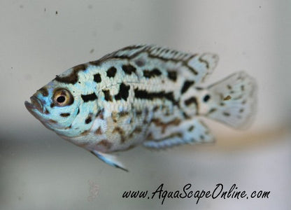 Electric Blue Jack Dempsey (Nandopis Octofasciatus)