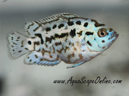 Electric Blue Jack Dempsey (Nandopis Octofasciatus)