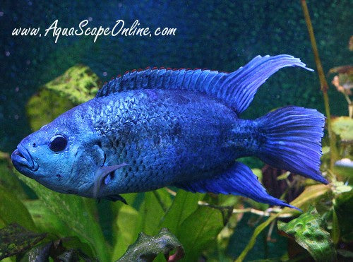 Electric Blue Jack Dempsey (Nandopis Octofasciatus)