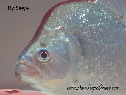 Geryi Piranha (Serrasalmus Geryi)
