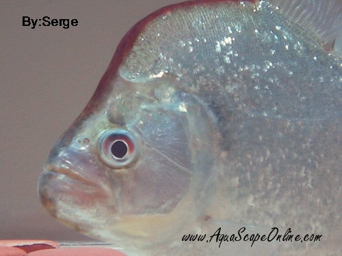 Geryi Piranha (Serrasalmus Geryi)