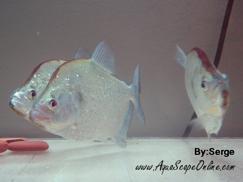 Geryi Piranha (Serrasalmus Geryi)