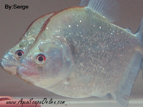 Geryi Piranha (Serrasalmus Geryi)