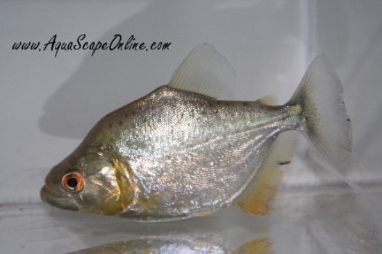 Gold Diamond Piranha (Serrasalmus Rhombeus)
