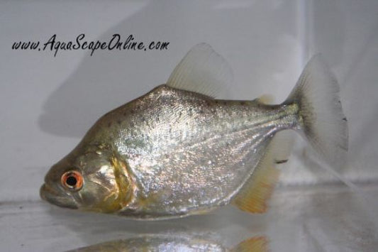 Gold Diamond Piranha (Serrasalmus Rhombeus)