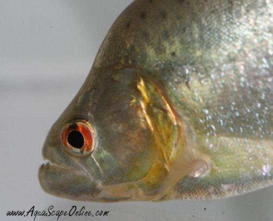 Gold Diamond Piranha (Serrasalmus Rhombeus)