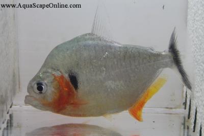 Humeralis Piranha (Serrasalmus Humeralis)