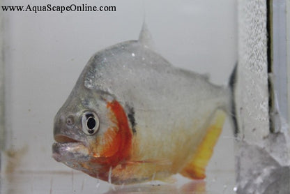 Humeralis Piranha (Serrasalmus Humeralis)