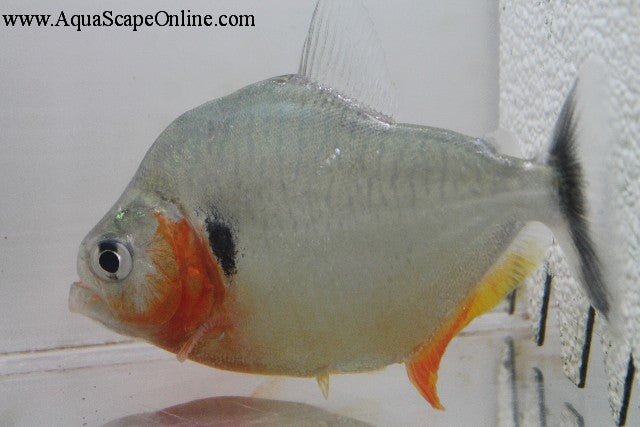 Humeralis Piranha (Serrasalmus Humeralis)