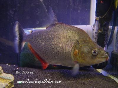Irritans Piranha (Serrasalmus Irritans)