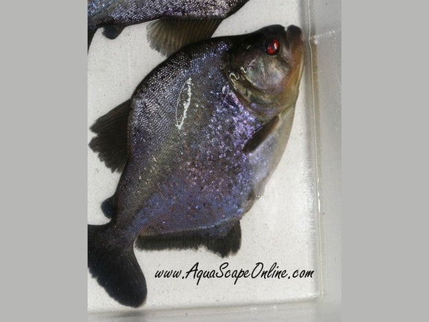 Blue Diamond Piranha 3"-4"