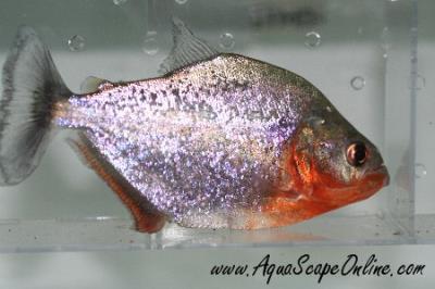 Sanchezi Piranha Purple (Serrasalumus Sanchezi)
