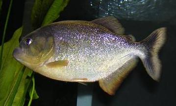Ternetzi Piranha (Pygocentrus Ternetzi)