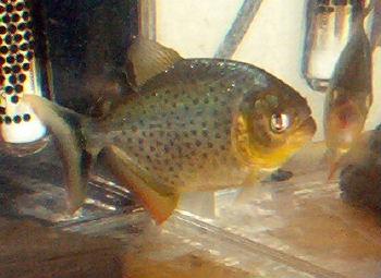 Ternetzi Piranha (Pygocentrus Ternetzi)