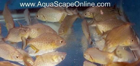 Ternetzi Piranha (Pygocentrus Ternetzi)