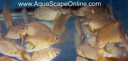 Ternetzi Piranha (Pygocentrus Ternetzi)