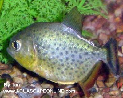 Ternetzi Piranha (Pygocentrus Ternetzi)