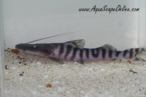 Tigrinus Catfish (Merodontotus Tigrinus)