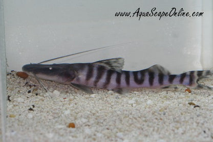 Tigrinus Catfish (Merodontotus Tigrinus)